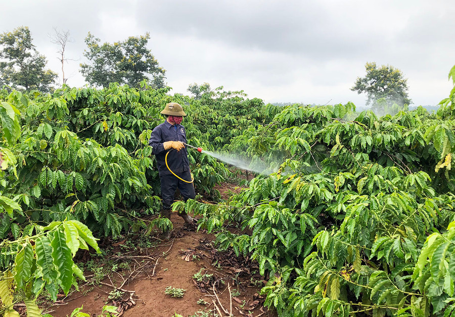 Người dân xã Ia Sao (huyện Ia Grai) phun thuốc phòng trừ bệnh cho cây cà phê. Ảnh: L.N Người dân xã Ia Sao (huyện Ia Grai) phun thuốc phòng trừ bệnh cho cây cà phê. Ảnh: L.N