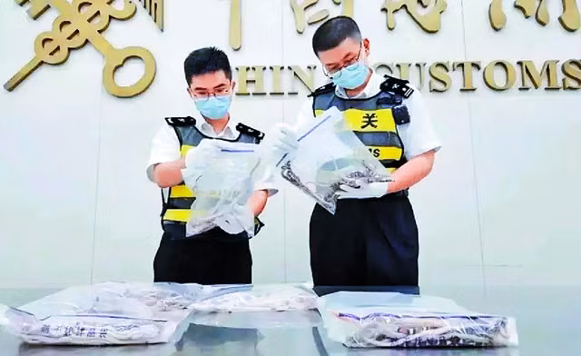 Lực lượng hải quan kiểm tra số rắn lậu. ẢNH CHỤP MÀN HÌNH THE STANDARD Lực lượng hải quan kiểm tra số rắn lậu. ẢNH CHỤP MÀN HÌNH THE STANDARD