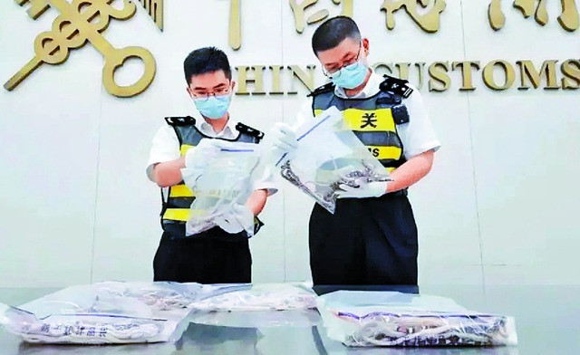 Lực lượng hải quan kiểm tra số rắn lậu. ẢNH CHỤP MÀN HÌNH THE STANDARD