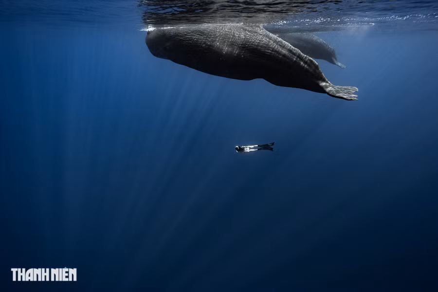 Vũ điệu của cá nhà táng và con người. Anh Thiện kể, khi lặn nghe các âm thanh tách, tách, tách ngắt quãng liên tục trong dòng nước, chính là âm thanh mà cá nhà táng sử dụng để giao tiếp với nhau. Ảnh: Nguyễn Ngọc Thiện Vũ điệu của cá nhà táng và con người. Anh Thiện kể, khi lặn nghe các âm thanh tách, tách, tách ngắt quãng liên tục trong dòng nước, chính là âm thanh mà cá nhà táng sử dụng để giao tiếp với nhau. Ảnh: Nguyễn Ngọc Thiện