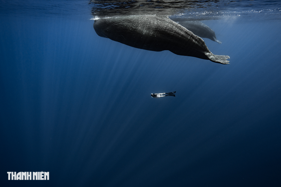 Vũ điệu của cá nhà táng và con người. Anh Thiện kể, khi lặn nghe các âm thanh tách, tách, tách ngắt quãng liên tục trong dòng nước, chính là âm thanh mà cá nhà táng sử dụng để giao tiếp với nhau. Ảnh: Nguyễn Ngọc Thiện Vũ điệu của cá nhà táng và con người. Anh Thiện kể, khi lặn nghe các âm thanh tách, tách, tách ngắt quãng liên tục trong dòng nước, chính là âm thanh mà cá nhà táng sử dụng để giao tiếp với nhau. Ảnh: Nguyễn Ngọc Thiện