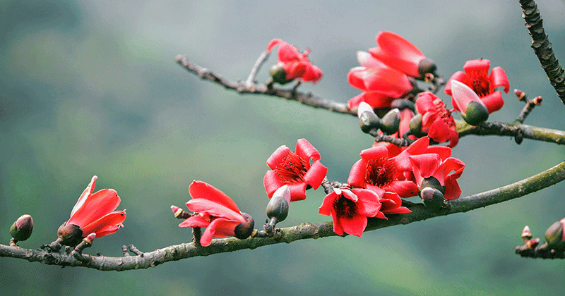 Hoa pơ lang (ảnh internet).