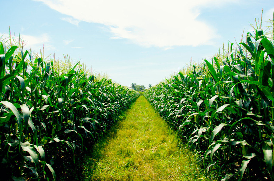 Ảnh minh họa: Nguyễn Thắng