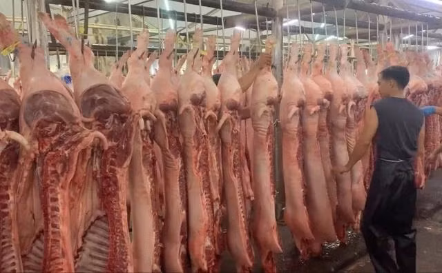 Giá heo hơi biến động theo chiều hướng đi xuống