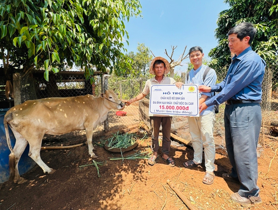 Hội Nạn nhân chất độc da cam/dioxin huyện Chư Sê trao bò sinh sản cho gia đình nạn nhân chất độc da cam/dioxin có hoàn cảnh khó khăn. Ảnh: Trần Dung Hội Nạn nhân chất độc da cam/dioxin huyện Chư Sê trao bò sinh sản cho gia đình nạn nhân chất độc da cam/dioxin có hoàn cảnh khó khăn. Ảnh: Trần Dung