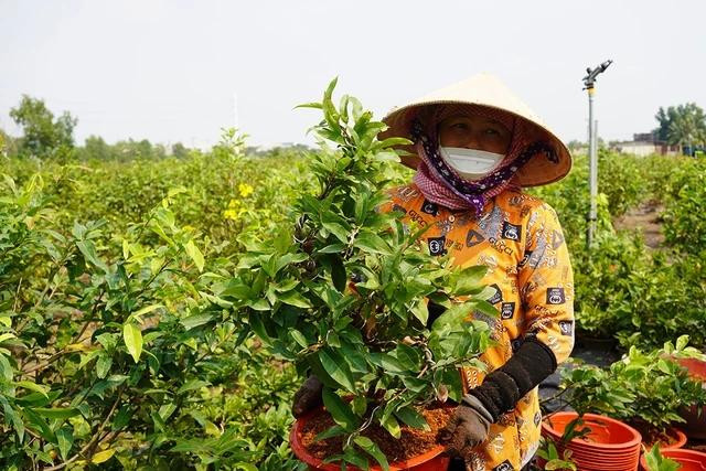 Các nhà vườn trồng mai tết ở Bình Chánh năm nay tập trung vào các sản phẩm bình dân. ẢNH: M.Đ