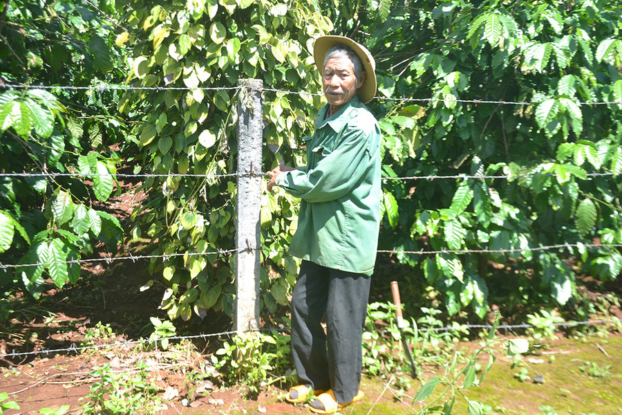 Ông Rơ Châm Pyong (làng C, xã Gào, TP. Pleiku) đã thoát nghèo nhờ nguồn vốn Quỹ HTND. Ảnh: H.C