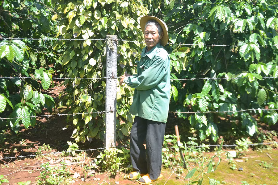 Ông Rơ Châm Pyong (làng C, xã Gào, TP. Pleiku) đã thoát nghèo nhờ nguồn vốn Quỹ HTND. Ảnh: H.C
