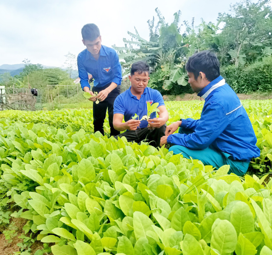 Anh Kpă Séo (ở giữa)-Giám đốc HTX Nông nghiệp và dịch vụ xã Đất Bằng (huyện Krông Pa) tạo việc làm cho thanh niên ở địa phương. Ảnh: M.N Anh Kpă Séo (ở giữa)-Giám đốc HTX Nông nghiệp và dịch vụ xã Đất Bằng (huyện Krông Pa) tạo việc làm cho thanh niên ở địa phương. Ảnh: M.N