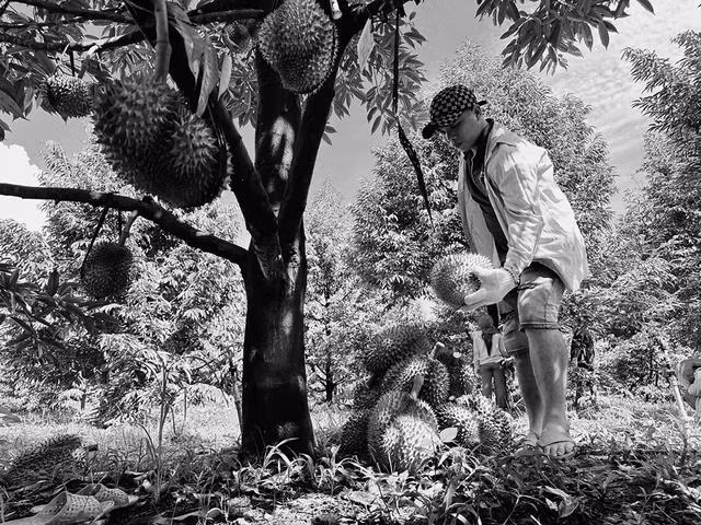 Xuất khẩu rau quả hướng đến con số 7 tỉ USD. Ảnh CHÍ NHÂN Xuất khẩu rau quả hướng đến con số 7 tỉ USD. Ảnh CHÍ NHÂN