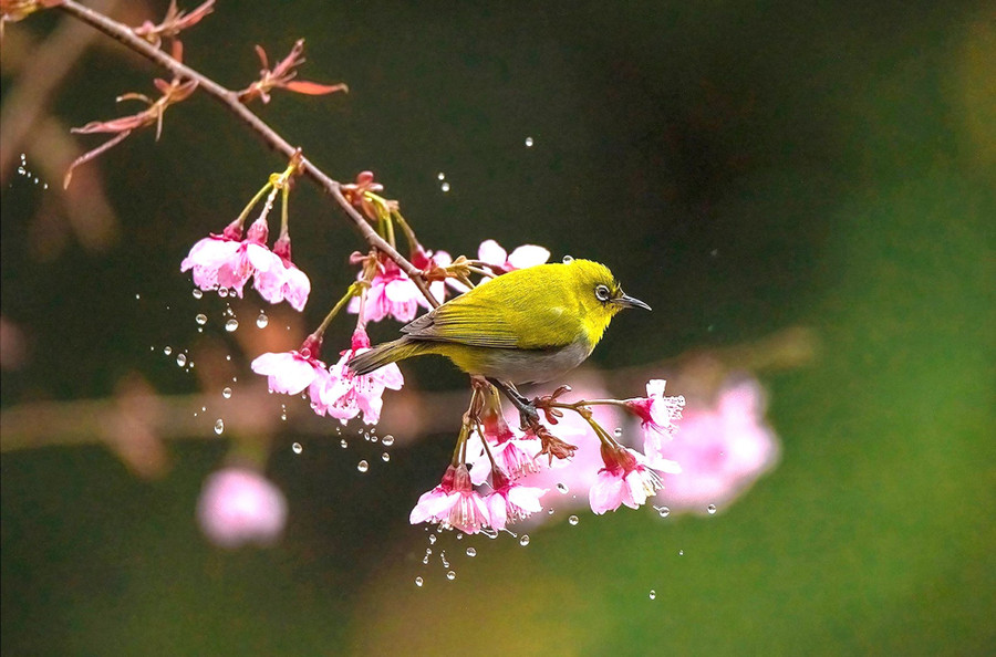 Sự nguyên sơ của rừng xanh khiến Kon Plông có nhiều loài động vật đến trú ngụ. Ảnh: Dương Trấn Hải