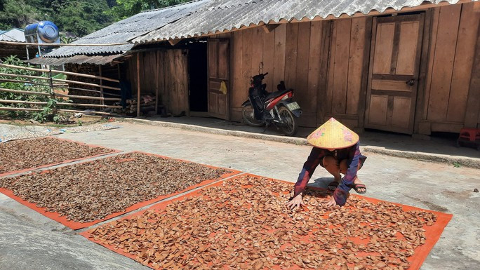 Người Dao ở Hạ Sơn làm thuốc gia truyền Người Dao ở Hạ Sơn làm thuốc gia truyền