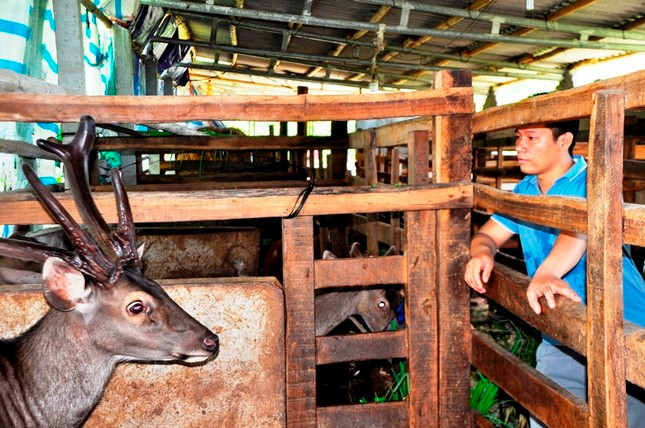 Ngoài hươu sao là vật nuôi chủ đạo, Quế còn nuôi thêm nai lấy nhung bước đầu có thành quả. Ngoài hươu sao là vật nuôi chủ đạo, Quế còn nuôi thêm nai lấy nhung bước đầu có thành quả.
