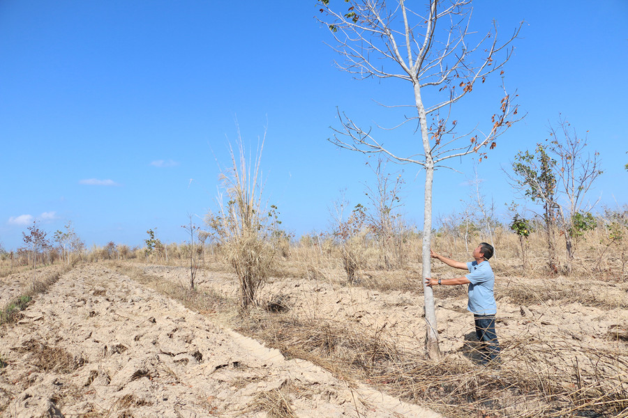 Nhiều diện tích cao su trồng trên đất rừng nghèo tại xã biên giới Ia Mơr bị chết, kém phát triển. Ảnh: Quang Tấn Nhiều diện tích cao su trồng trên đất rừng nghèo tại xã biên giới Ia Mơr bị chết, kém phát triển. Ảnh: Quang Tấn