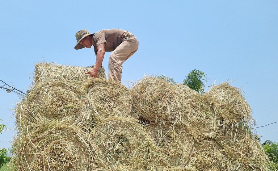 Giá rơm cũng tăng cao khiến nhiều nông dân phấn khởi. Ảnh: Ngọc Sang Giá rơm cũng tăng cao khiến nhiều nông dân phấn khởi. Ảnh: Ngọc Sang