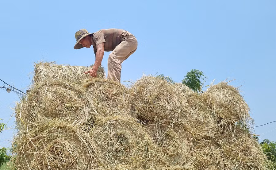 Giá rơm cũng tăng cao khiến nhiều nông dân phấn khởi. Ảnh: Ngọc Sang