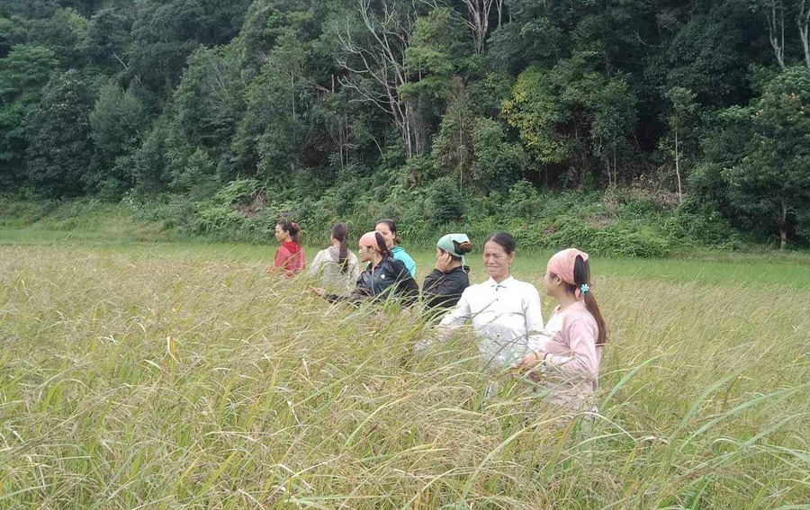 Đồng lúa gạo đỏ của chị em làng Đăk Lanh. Ảnh: TN Đồng lúa gạo đỏ của chị em làng Đăk Lanh. Ảnh: TN