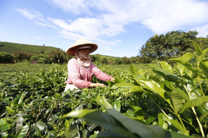 Nông dân Lâm Đồng thu hái chè. Ảnh minh họa: N.Thành