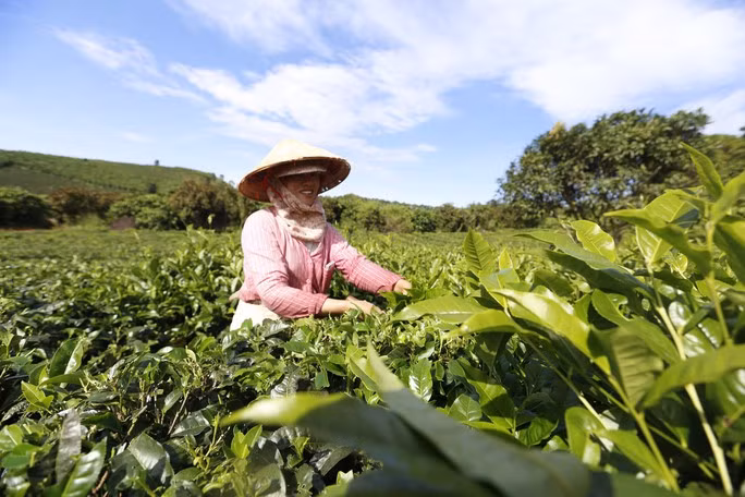 Nông dân Lâm Đồng thu hái chè. Ảnh minh họa: N.Thành