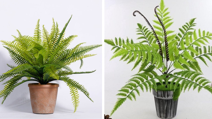 Củ dương xỉ khi nảy mầm sẽ tượng trưng cho sự phát triển mạnh mẽ của tri thức. Đồ hoạ: Tuyết Lan