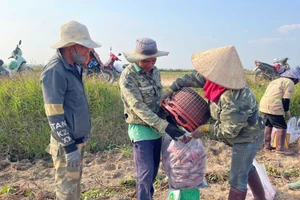 Anh Trương Văn Sơn (bìa trái, thôn Thắng Lợi 2, xã Ia Sol) giám sát nhân công thu hoạch diện tích khoai lang của gia đình. Ảnh: Vũ Chi