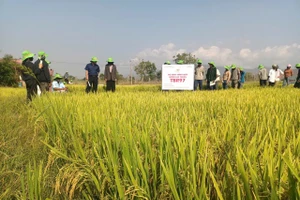 Các hộ dân tham quan mô hình trình diễn sản xuất giống lúa chất lượng cao TBR97 tại hộ gia đình ông Nguyễn Văn Ánh (buôn Chính Hòa, xã Ia Mlah). Ảnh: Hữu Minh