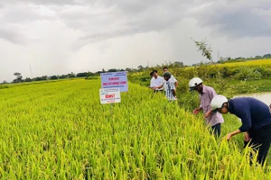 Hội thảo đầu bờ mô hình trình diễn giống lúa thuần BĐR57 và BĐR999 tại cánh đồng phường Hòa Bình (thị xã Ayun Pa). Ảnh: Vũ Chi