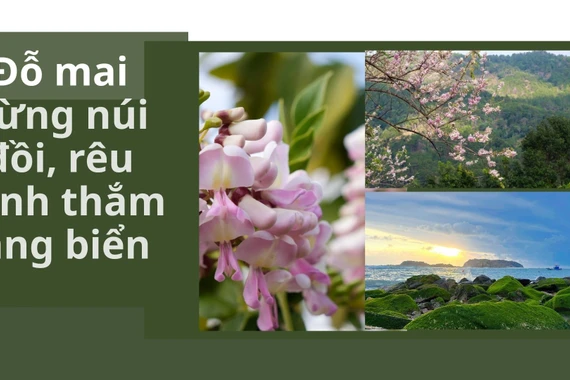 Ðỗ mai bừng núi đồi, rêu xanh thắm làng biển