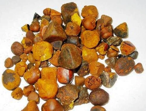 Gia Lai: Phát hiện vật thể nghi là ngưu hoàng hiếm gặp trong túi mật bò