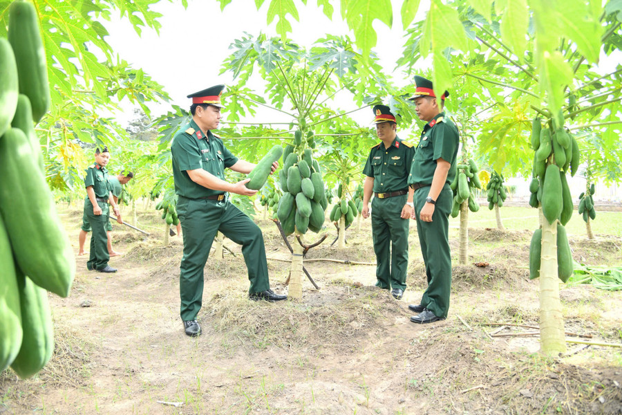 Vườn cây đu đủ trĩu quả ở Sư đoàn 9. Ảnh: ĐVCC nhung-cay-du-du-triu-trai-tai-su-doan-9-anh-dvcc.jpg