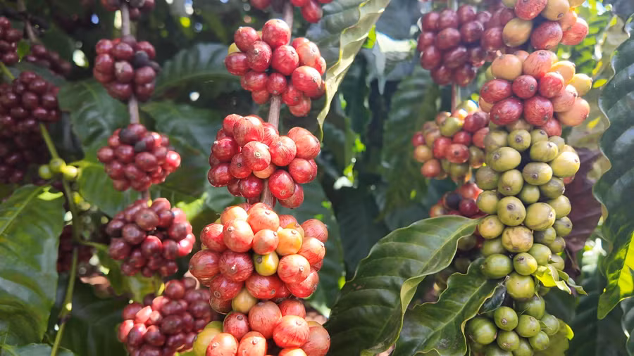 nhung-sac-do-ca-phe-phu-khap-khu-vuon-anh-ngoc-duy.jpg