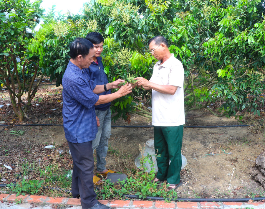 Cựu chiến binh Nguyễn Văn Khởi (bên phải ở làng Kruối Chai, xã Yang Bắc, huyện Đak Pơ) chia sẻ kinh nghiệm, kỹ thuật chăm sóc cây nhãn cho cán bộ, hội viên CCB trên địa bàn. Ảnh: Ngọc Minh img-5250.jpg