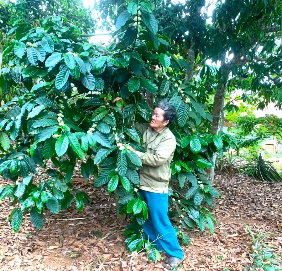 ong-dinh-yin-lang-ha-nung-xa-son-lang-cham-soc-vuon-ca-phe-cua-gia-dinh-anh-an-phat.jpg