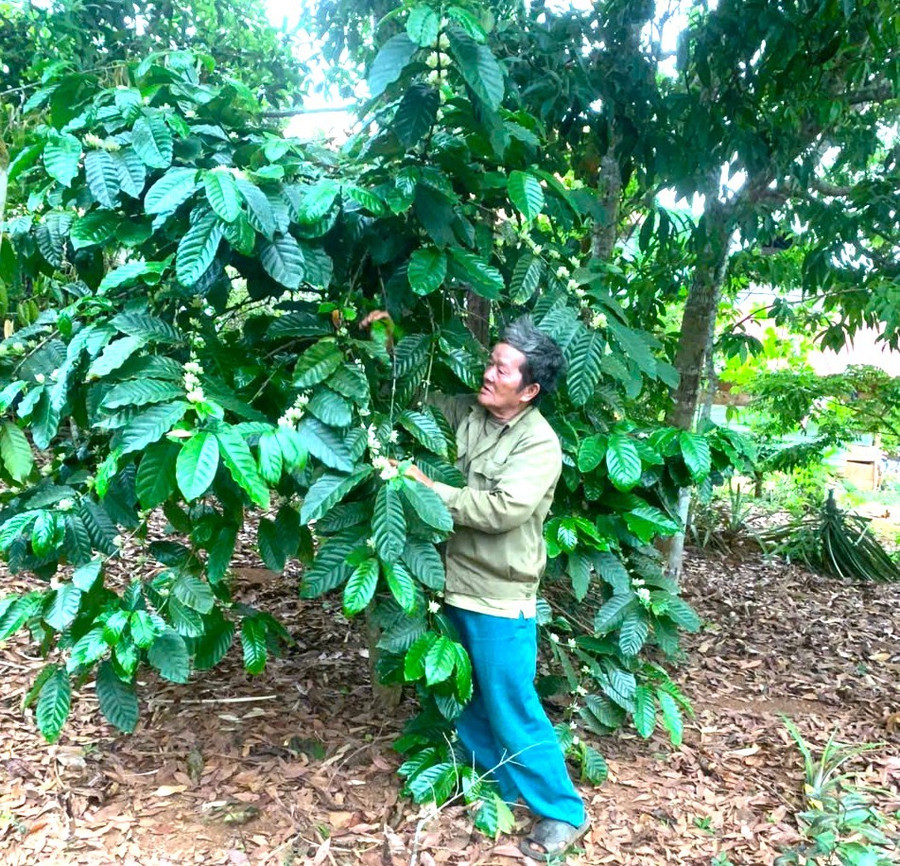 Ông Đinh Yin (làng Hà Nừng, xã Sơn Lang) chăm sóc vườn cà phê của gia đình. Ảnh: An Phát ong-dinh-yin-lang-ha-nung-xa-son-lang-cham-soc-vuon-ca-phe-cua-gia-dinh-anh-an-phat.jpg