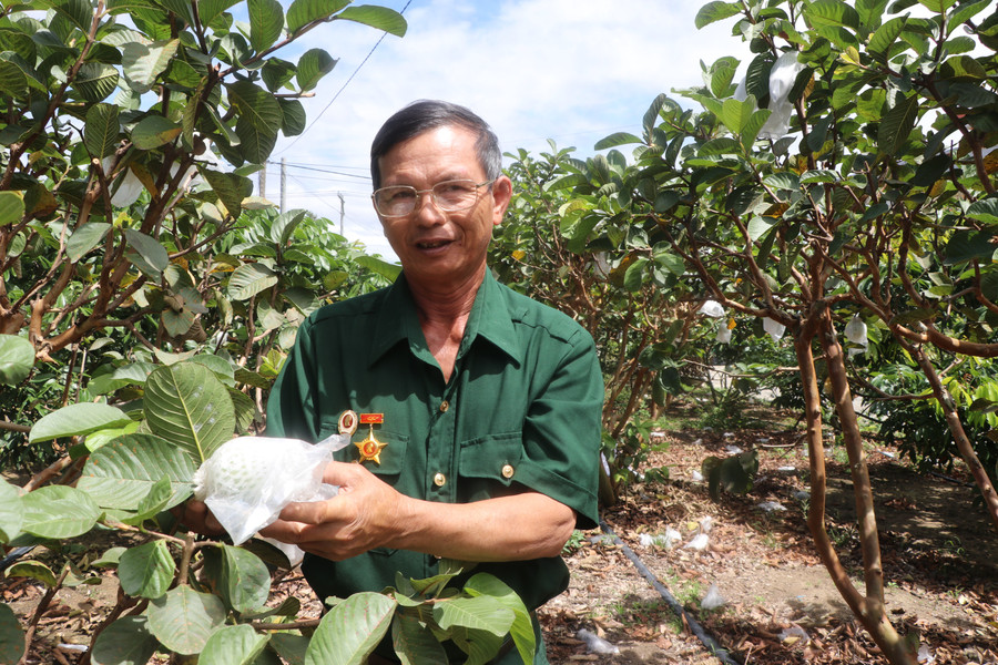 CCB Nguyễn Văn Khởi (làng Kruối Chai, xã Yang Bắc, huyện Đak Pơ) luôn nêu gương sáng làm theo Bác, phát triển kinh tế làm giàu cho gia đình và giúp đỡ đồng đội. Ảnh: Ngọc Minh img-4544.jpg