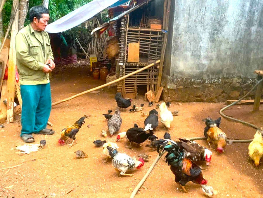 Đã ngoài 70 tuổi, ông Đinh Yin (làng Hà Nừng, xã Sơn Lang) vẫn chăm chỉ chăn nuôi gà, gia tăng thu nhập, phát triển kinh tế. Ảnh: An Phát da-ngoai-70-tuoi-ong-dinh-yin-lang-ha-nung-xa-son-lang-van-cham-chi-chan-nuoi-phat-trien-kinh-te-anh-an-phat.jpg