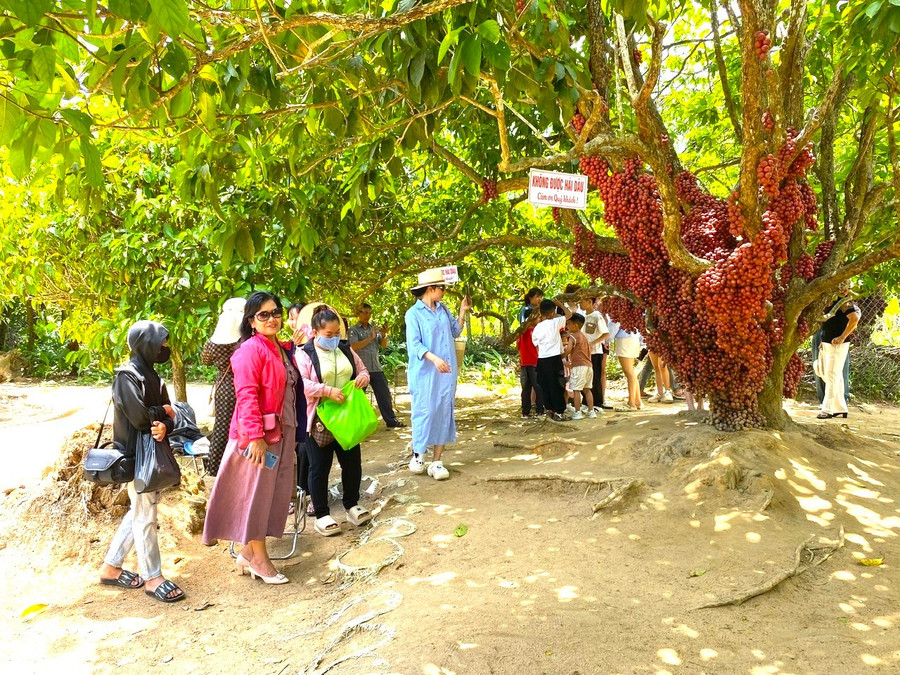 Mỗi ngày, các vườn dâu da trên địa bàn xã Cửu An có hàng trăm lượt khách du lịch đến tham quan, chụp hình kỷ niệm. Ảnh: Ngọc Minh a0af302f1ad0938ecac1.jpg