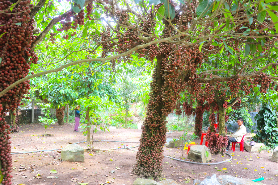 Vườn dâu da đỏ của ông Nguyễn Xuân Khải (thôn An Điền Bắc). Ảnh: Ngọc Minh img-7380.jpg