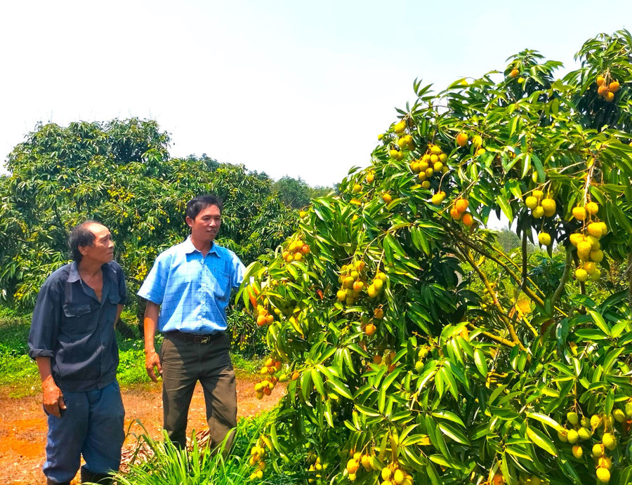 Cây vải được người dân Kbang đưa vào trồng hơn 20 năm nay, mang lại thu nhập cao cho hộ trồng. Ảnh: Ngọc Minh vu-thu-hoach-vai-nam-2024-nong-dan-trong-vai-tren-dia-ban-huyen-kbang-thiet-don-thiet-kep-vi-mat-mua-mat-gia-anh-ngoc-minh.jpg