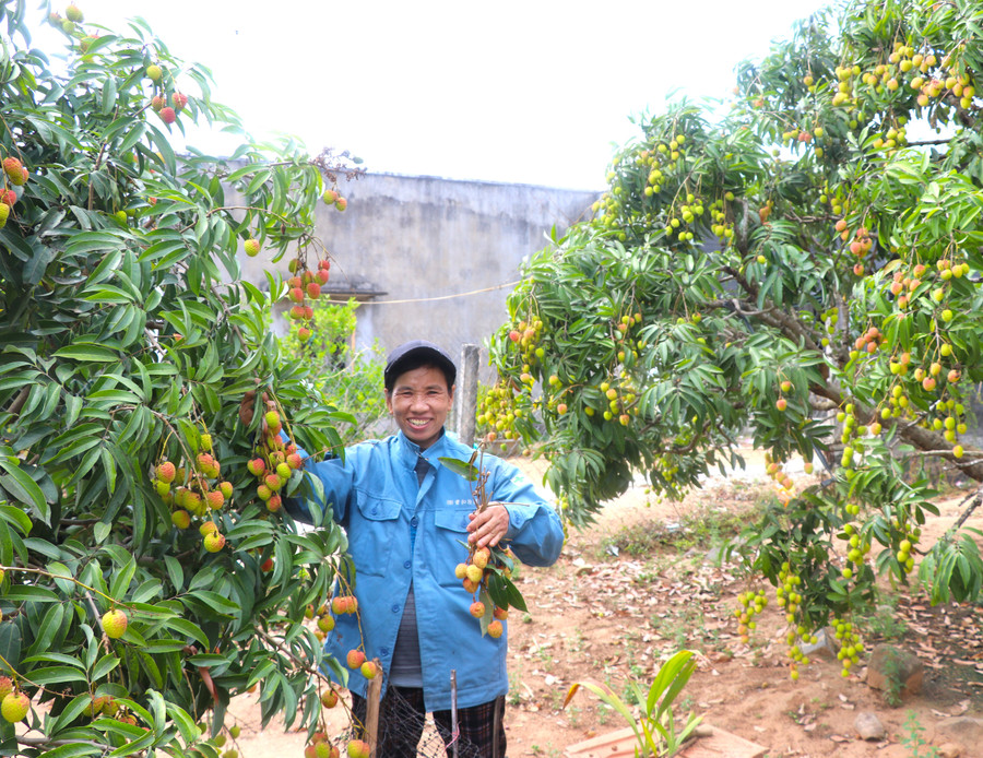 Cuối tháng 4, cây vải của gia đình chị Trần Thị Bông (thôn 3, xã Nghĩa An) bắt đầu chín rộ, bán giá cao. Ảnh: Ngọc Minh cuoi-thang-4-cay-vai-cua-gia-dinh-chi-tran-thi-bong-thon-3-xa-nghia-an-bat-dau-chin-ro-ban-gia-cao-anh-ngoc-minh.jpg