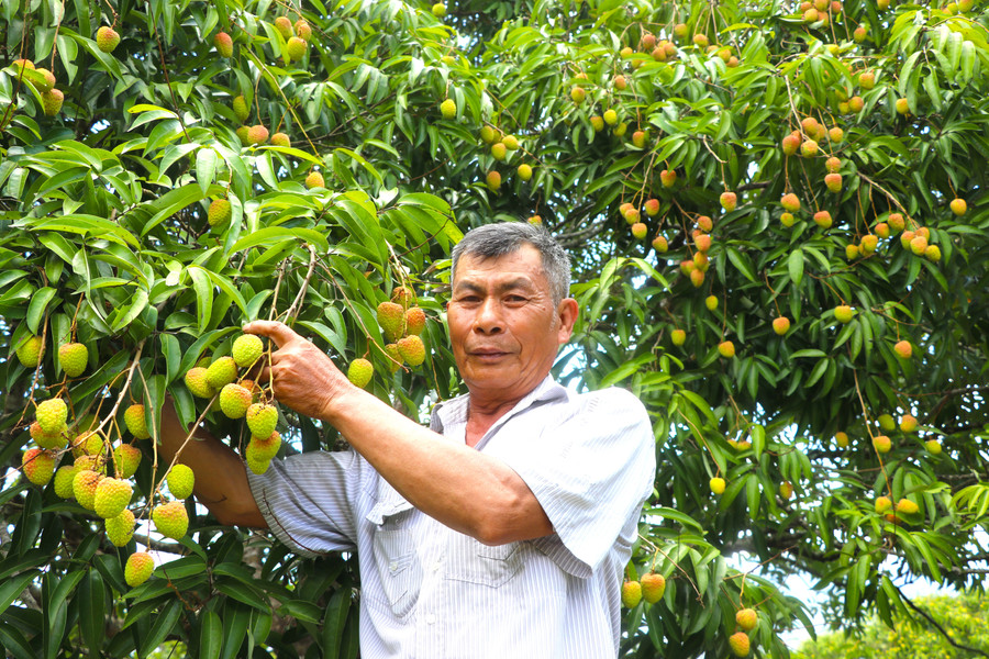 Năm nay, vườn vải có thể đem lại lợi nhuận cho ông Nguyễn Xuân Hoàng (tổ 3, thị trấn Kbang) hơn 300 triệu đồng. Ảnh: Ngọc Minh nam-nay-vuon-vai-co-the-dem-lai-loi-nhuan-cho-ong-nguyen-xuan-hoang-to-3-thi-tran-kbang-hon-300-trieu-dong-anh-ngoc-minh.jpg