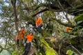 Rừng cây phủ rêu trên đường lên đỉnh Kon Ka Kinh níu chân du khách. Ảnh: Hoàng Ngọc