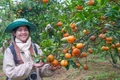 Nhộn nhịp mùa cam chín ở Sơn Lang