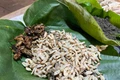 Mùa bắt sâu tre