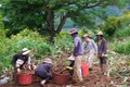 Mùa thu hoạch dong riềng ở núi lửa Chư Đang Ya 