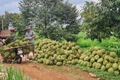 Gia Lai: “Hành động tập thể” đưa sầu riêng vươn ra thế giới