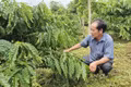 Đổi mới phương thức sản xuất để vườn cà phê phát triển bền vững.
