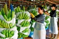 Tây Gia Lai: “Thủ phủ mới” của nông nghiệp công nghệ cao