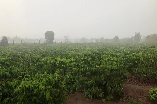 “Mưa vàng” giữa mùa khô: Niềm vui lan khắp vườn cà phê.