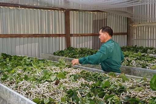 Khấm khá nhờ nghề trồng dâu nuôi tằm